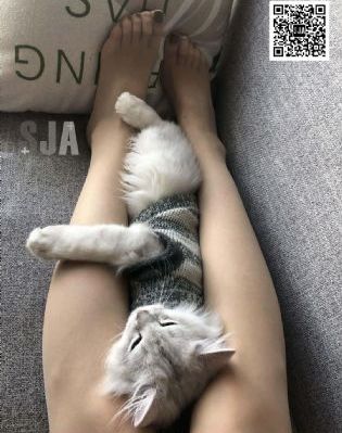 最近的免费的中文在线